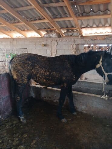 немецкий шпиц цена: Продаю | Кобыла (самка) — 3