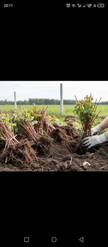 ковры миллионник: Рассада малины Геракл — 2