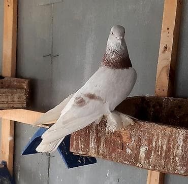 Сиреневый голуб играет 1500 сом. Пара игровые 1000 сом