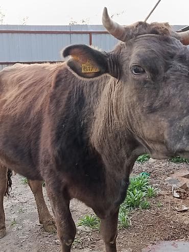 куры хайсекс: Продаю | Корова (самка) | Для молока | После отела — 2