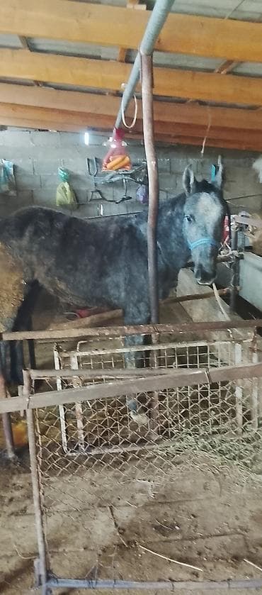 Жылкылар, аттар: Сатам | Тай | Көбөйтүү үчүн | Асыл тукумдуу — 5