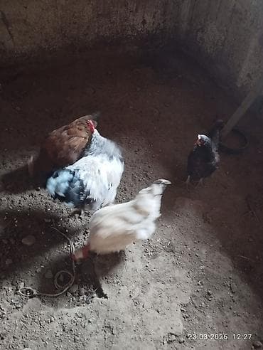 птицы куры: Продаю | Куры, Петух | Домашняя | Для разведения — 2