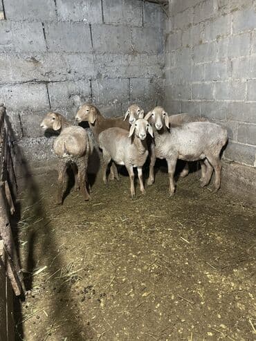 возьму собаку в добрые руки: Продаю | Овца (самка), Ягненок | Арашан | Для разведения, Для шерсти — 1
