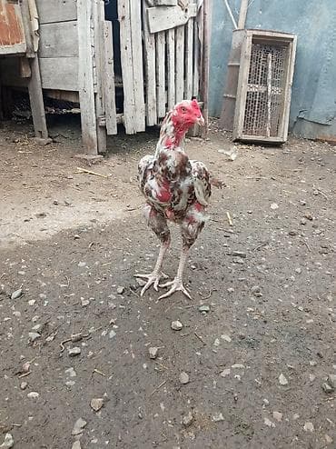 попугай птицы: Продаю | Петух | Бойцовая | Для разведения — 2