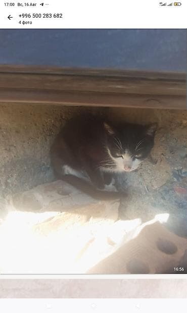 бенгальские котята: Внимание! кошки домашние Доставка нет Котята домашние, окрас: - — 5
