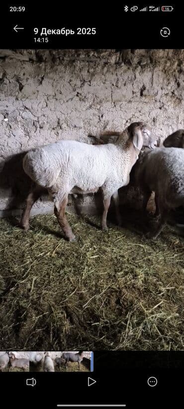 купить элитного щенка немецкой овчарки: Продаю | Баран (самец) | На забой | Племенные — 10