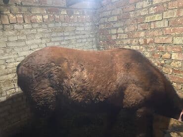 сколько стоит щенок хаски без документов: Продаю | Жеребенок | Рабочий | Мерин — 1