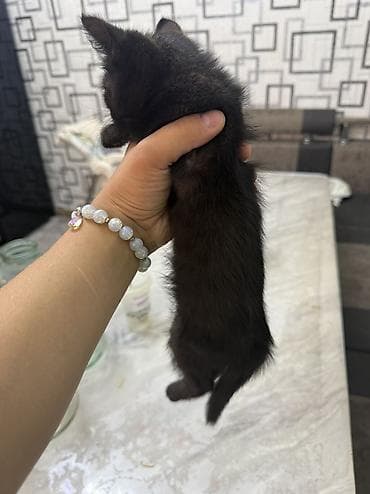 собака шенки: Котята 4-5 месяцев 1 мальчик и 2 девочки Ходят на улицу с туалет — 6