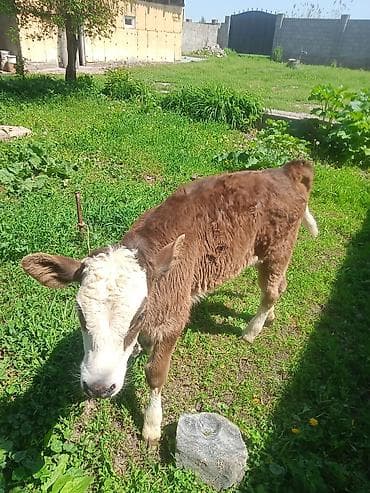 кошка домашняя: Продаю | Бык (самец) | Полукровка | На откорм | Привязанные — 3