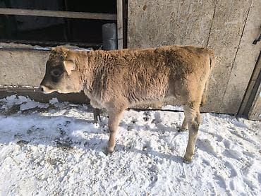 баран сколько стоит: Продаю | Бык (самец) | На откорм | Привязанные — 9