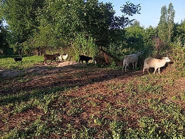 загон: Продаю | Коза (самка), Козлёнок | Полукровка | На забой, Для разведения | Племенные — 9