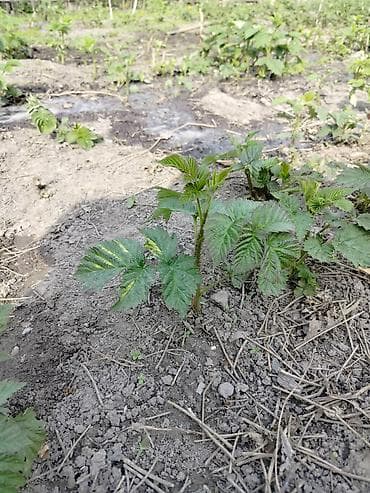 Саженцы малины ремонтантная. 20 сом штука