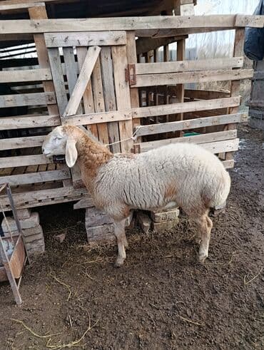 лошадь белая: Продаю | Овца (самка) | Арашан | Для разведения | Осеменитель — 9