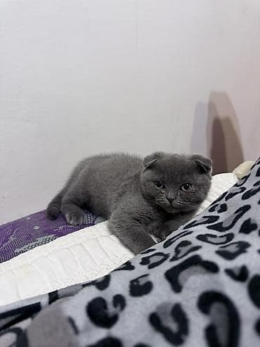 scottish fold: Шотландские котята (Scottish Fold/Scottish Straight) Описание: - — 6