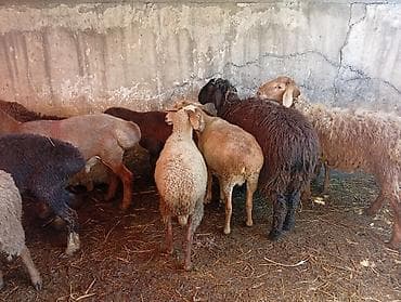 жылкы бе: Сатам | Ургаачы кой (ургаачы), Козу, Кочкор (эркек) | Гиссар, Аргын | Союуга | Бычылган, Жасалма жол менен боозутуу, Ургаачы — 3