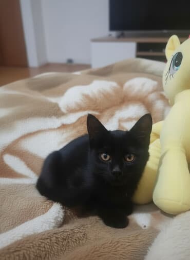 4 месяца, Девочка, Проглистована