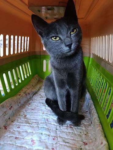 кот кошка: Кошка породы типа «русская голубая» (серо‑графитовая шёрстка — 3