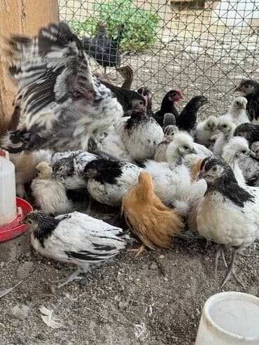 домик для животных: Продаю | Петух, Куры — 2