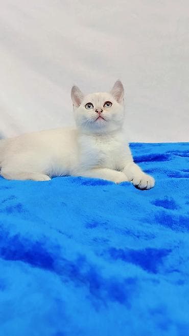 Кошки: Шотландские котята разных возрастов и окрасов от породных родителей — 6
