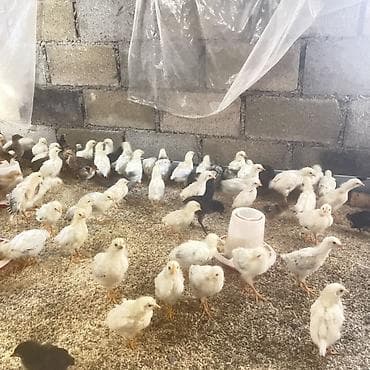 поилки для курей: Продаю | Цыплята | Для разведения — 2