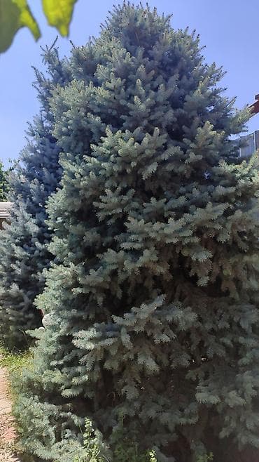 елка голубая: Ель голубая (Picea pungens ‘Glauca’) — декоративное хвойное дерево с — 1