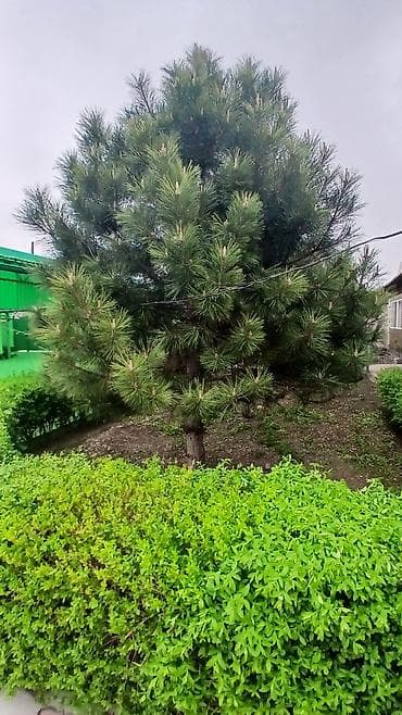 Декоративные хвойные деревья для озеленения участка - В ассортименте