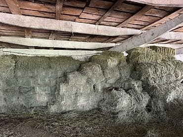 Тюки Беде 2025 жылкы беде
В количестве 250 тюков
Клевер at lalafo.kg Тюки Беде 2025 жылкы беде
В количестве 250 тюков
Клевер