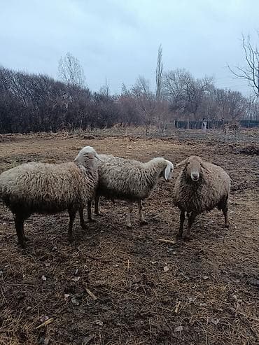 кой дорпер: Продаю | Овца (самка) | Полукровка | Для разведения | Матка — 3