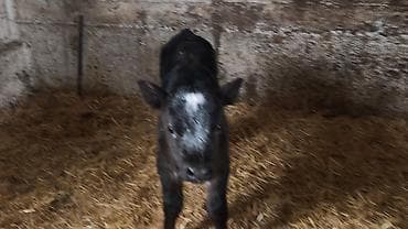 животные в добрые руки: Продаю | Тёлка | Бельгийская | На откорм, Для разведения | Искусственник — 2