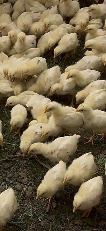 кошки в бишкеке: Продаю Цыплята 🐥 Хай-лайн Соня Грей 
Адрес Город Бишкек — 1