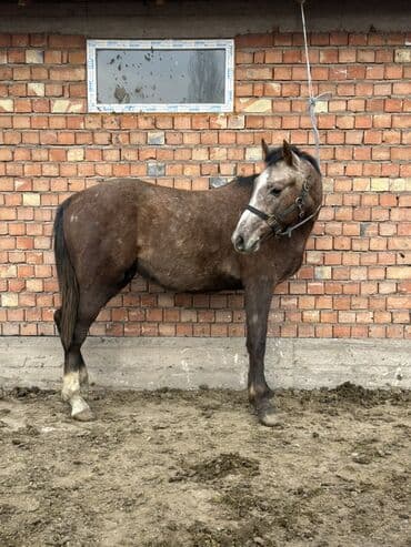 рынок собак в бишкеке: Продаю | Жеребенок | Рабочий, Конный спорт — 2