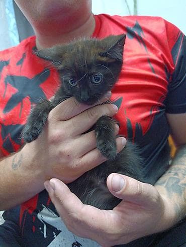 Мышыктар: Отдам котят в добрые руки, возраст примерно 1,5–2 месяца. Черный - — 4