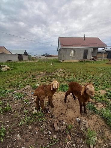 овцы гиссары: Продаю | Ягненок | Арашан — 4