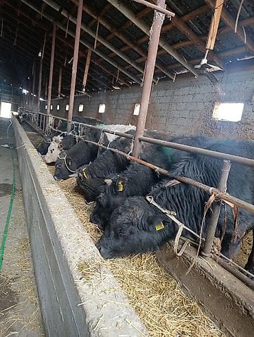 уй животных: Продаю | Бык (самец) | Алатауская | На откорм | Привязанные — 1