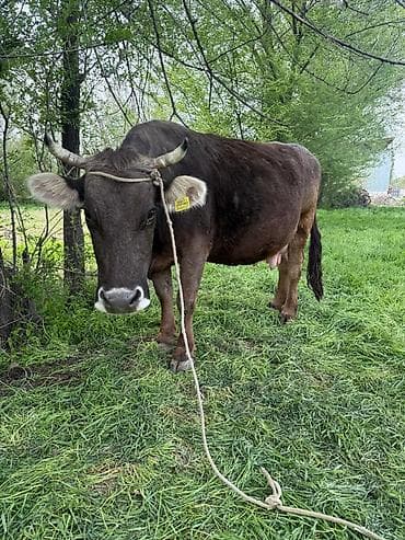 купить кукуруза: Продаю | Корова (самка) | Алатауская | Для молока | Привязанные — 4