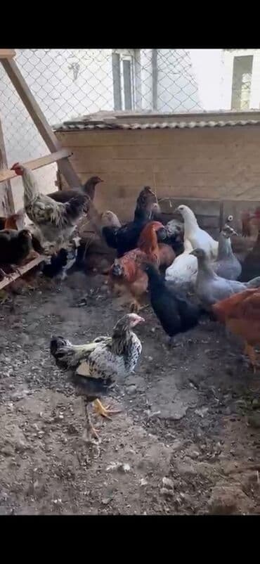 коза дойная: Продаю | Куры, Петух, Цыплята — 1