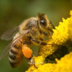 6 d: Объектив TT Artisam 40mm f2.8, новый, подходит для макро и уличной — 5