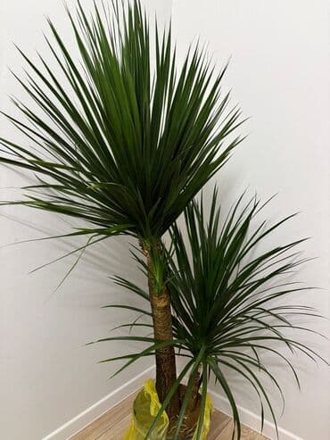 круглый аквариум: Драцена маргината (Dracaena marginata), комнатное дерево с двумя — 1