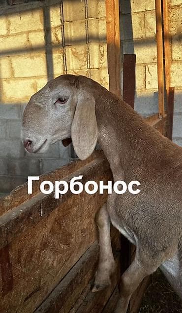 Продаю | Овца (самка) | Арашан | Для разведения | Ярка