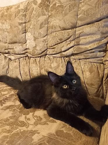 🐾🐈 Эффектный котёнок мейн-кун чёрного цвета с шикарным воротником — 10