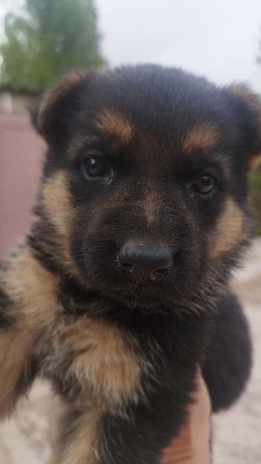 белгиский овчарка: Немецкая овчарка, 1 месяц, Самка — 2