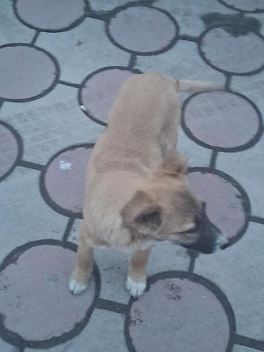 Отдам даром собачка Отличный компаньон для семьи, которая ищет