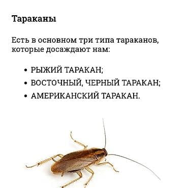 Дезинфекция, дезинсекция, | Тараканы, Клопы, Обработка деревьев, | Квартиры, Дворы, Дома