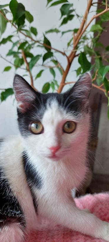 кот кошка: 1 год, Девочка, Биколор, Кастрирована — 2