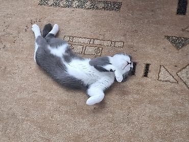 отдам животных в хорошие руки: Кот британского типа (шотландская/британская линия), окрас биколор — 1