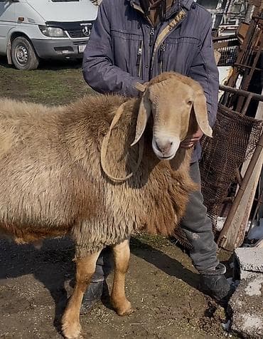 кой кисар: Продаю | Овца (самка) | Арашан | Для разведения | Осеменитель — 3