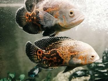 аквариум продаю: Астронотусы (Astronotus ocellatus) – крупные яркие цихлиды для — 2