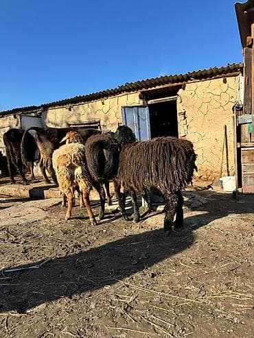 собака офчарка: Продаю | Овца (самка) | Для разведения — 7