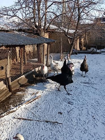 кукурузная кочерыжка: ИНДЮКИ САМЦЫ — 2