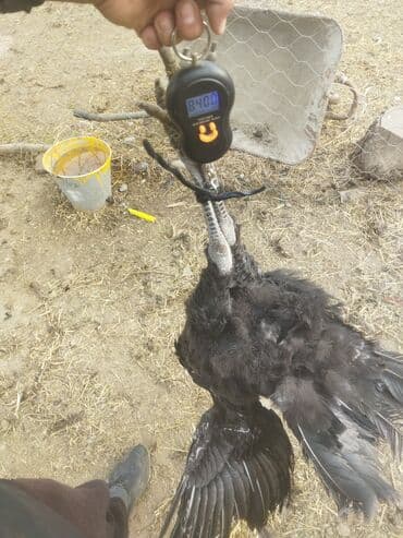 продам жеребенка: Продаю | Индюк (самец) | Полукровка | На забой | Племенные — 6